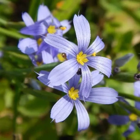 thumbnail for publication: Native Aquatic and Wetland Plants: Blue-Eyed Grass, Sisyrinchium angustifolium